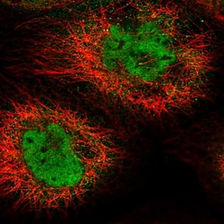 Invitrogen CPSF7 Polyclonal Antibody 100 &mu;L; Unconjugated:Antibodies,