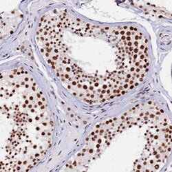 Invitrogen CPSF7 Polyclonal Antibody 100 &mu;L; Unconjugated:Antibodies,