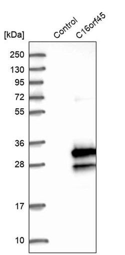 Invitrogen CP045 Polyclonal Antibody 100 &mu;L | Buy Online | Invitrogen&trade; | Fisher Scientific