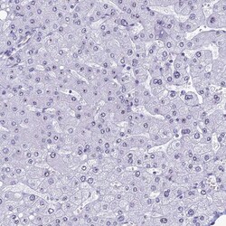 Invitrogen CCDC86 Polyclonal Antibody 100 &mu;L; Unconjugated:Antibodies,