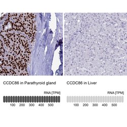 Invitrogen CCDC86 Polyclonal Antibody 100 &mu;L; Unconjugated:Antibodies,