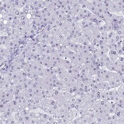 Invitrogen CCDC86 Polyclonal Antibody 100 &mu;L; Unconjugated:Antibodies,