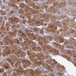 Invitrogen KCTD14 Polyclonal Antibody 100 &mu;L; Unconjugated:Antibodies,