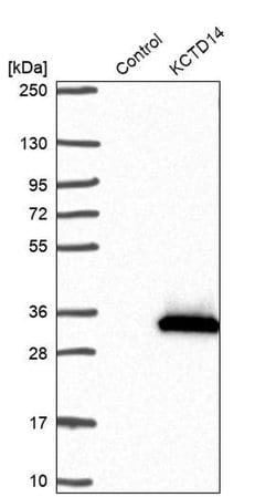 Invitrogen KCTD14 Polyclonal Antibody 100 &mu;L; Unconjugated:Antibodies,