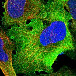 Invitrogen TRMT1 Polyclonal Antibody 100 &mu;L; Unconjugated:Antibodies,