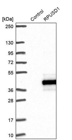 Invitrogen RPUSD1 Polyclonal Antibody 100 &mu;L; Unconjugated:Antibodies,