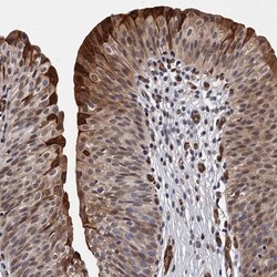 Invitrogen GDPD3 Polyclonal Antibody 100 &mu;L; Unconjugated:Antibodies,