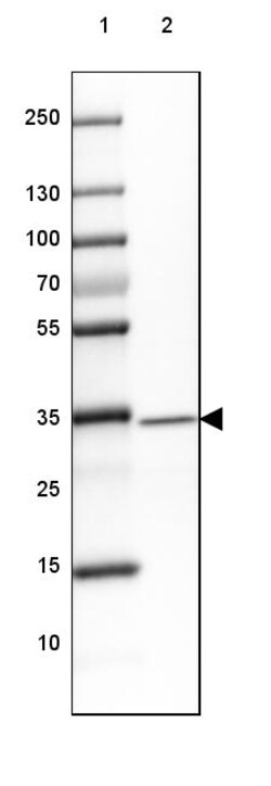 Invitrogen GDPD3 Polyclonal Antibody 100 &mu;L | Buy Online | Invitrogen&trade; | Fisher Scientific