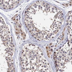 Invitrogen ANKEF1 Polyclonal Antibody 100 &mu;L; Unconjugated:Antibodies,