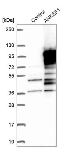 Invitrogen ANKEF1 Polyclonal Antibody 100 &mu;L; Unconjugated:Antibodies,