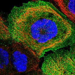 Invitrogen TXNDC11 Polyclonal Antibody 100 &mu;L; Unconjugated:Antibodies,