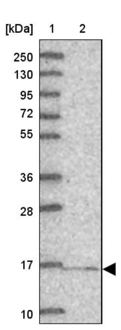 Invitrogen NDUFA13 Polyclonal Antibody 100 &mu;L | Buy Online | Invitrogen&trade; | Fisher Scientific