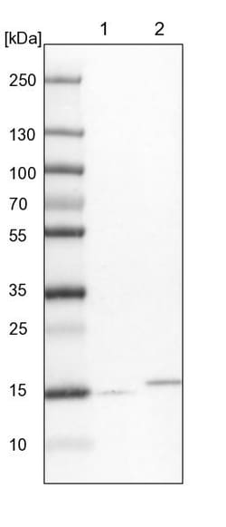 Invitrogen NDUFA13 Polyclonal Antibody 100 &mu;L | Buy Online | Invitrogen&trade; | Fisher Scientific