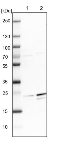 Invitrogen GFER Polyclonal Antibody 100 &mu;L | Buy Online | Invitrogen&trade; | Fisher Scientific
