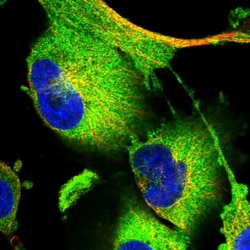 Invitrogen PPP1R13L Polyclonal Antibody 100 &mu;L; Unconjugated:Antibodies,