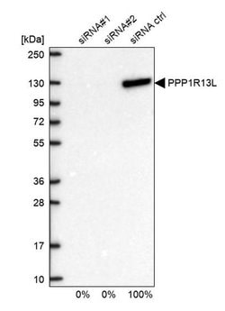 Invitrogen PPP1R13L Polyclonal Antibody 100 &mu;L; Unconjugated:Antibodies,