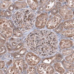 Invitrogen ZSWIM8 Polyclonal Antibody 100 &mu;L; Unconjugated:Antibodies,