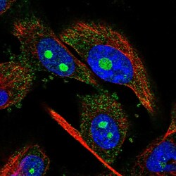 Invitrogen NUDT8 Polyclonal Antibody 100 &mu;L; Unconjugated:Antibodies,