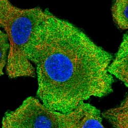 Invitrogen OAS3 Polyclonal Antibody 100 &mu;L; Unconjugated:Antibodies,