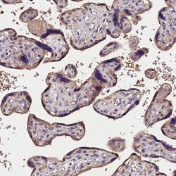 Invitrogen OAS3 Polyclonal Antibody 100 &mu;L; Unconjugated:Antibodies,