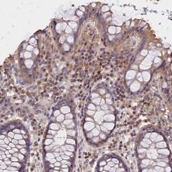 Invitrogen OAS3 Polyclonal Antibody 100 &mu;L; Unconjugated:Antibodies,
