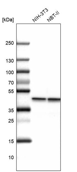 Invitrogen beta Actin Polyclonal Antibody 100 &mu;L; Unconjugated:Antikroppar