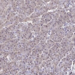 Invitrogen HnRNP Q Polyclonal Antibody 100 &mu;L | Buy Online | Invitrogen&trade; | Fisher Scientific