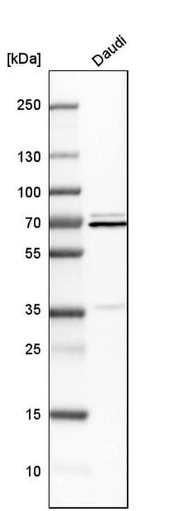 Invitrogen HnRNP Q Polyclonal Antibody 100 &mu;L | Buy Online | Invitrogen&trade; | Fisher Scientific