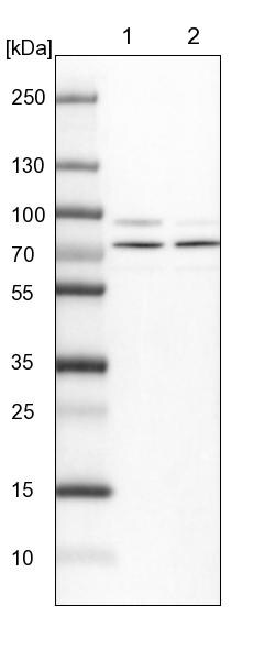 Invitrogen KBTBD8 Polyclonal Antibody 100 &mu;L | Buy Online | Invitrogen&trade; | Fisher Scientific