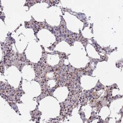 Invitrogen FAM44A Polyclonal Antibody 100 &mu;L; Unconjugated:Antibodies,
