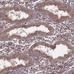 Invitrogen BICD1 Polyclonal Antibody 100 &mu;L; Unconjugated:Antibodies,
