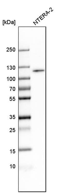 Invitrogen BICD1 Polyclonal Antibody 100 &mu;L; Unconjugated:Antibodies,