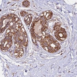 Invitrogen GAS8 Polyclonal Antibody 100 &mu;L; Unconjugated:Antibodies,