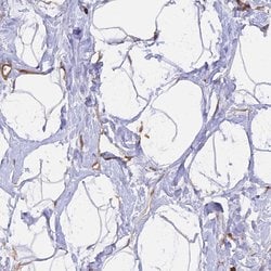 Invitrogen GAS8 Polyclonal Antibody 100 &mu;L; Unconjugated:Antibodies,