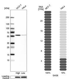 Invitrogen GAS8 Polyclonal Antibody 100 &mu;L; Unconjugated:Antibodies,