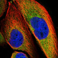 Invitrogen SLC9A5 Polyclonal Antibody 100 &mu;L; Unconjugated:Antibodies,