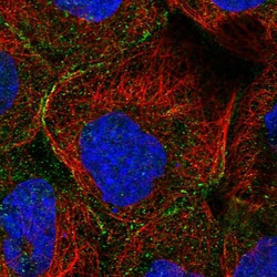 Invitrogen MTHFSD Polyclonal Antibody 100 &mu;L | Buy Online | Invitrogen&trade; | Fisher Scientific