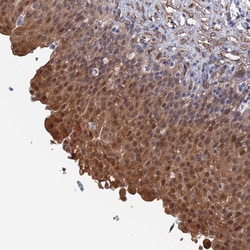 Invitrogen MTHFSD Polyclonal Antibody 100 &mu;L | Buy Online | Invitrogen&trade; | Fisher Scientific