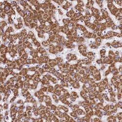 Invitrogen FXYD6 Polyclonal Antibody 100 &mu;L; Unconjugated:Antibodies,
