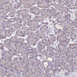 Invitrogen FXYD6 Polyclonal Antibody 100 &mu;L; Unconjugated:Antibodies,