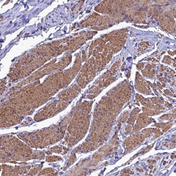 Invitrogen Naked1 Polyclonal Antibody 100 &mu;L; Unconjugated:Antibodies,