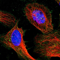 Invitrogen TIGD7 Polyclonal Antibody 100 &mu;L; Unconjugated:Antibodies,