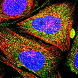 Invitrogen CCBE1 Polyclonal Antibody 100 &mu;L; Unconjugated:Antibodies,