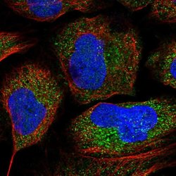 FAM73B Polyclonal Antibody, Invitrogen 100 &mu;L; Unconjugated:Antibodies,