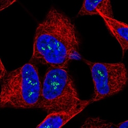 Invitrogen TMOD2 Polyclonal Antibody 100 &mu;L; Unconjugated:Antibodies,