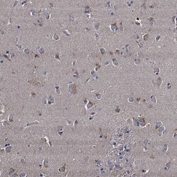 Invitrogen NGRN Polyclonal Antibody 100 &mu;L; Unconjugated:Antibodies,