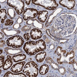 Invitrogen GCSH Polyclonal Antibody 100 &mu;L; Unconjugated:Antibodies,
