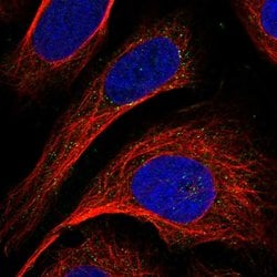 Invitrogen GCSH Polyclonal Antibody 100 &mu;L; Unconjugated:Antibodies,