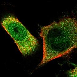 Invitrogen OAS3 Polyclonal Antibody 100 &mu;L; Unconjugated:Antibodies,