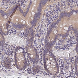 Invitrogen OAS3 Polyclonal Antibody 100 &mu;L; Unconjugated:Antibodies,